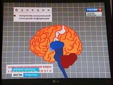 Образ мозга